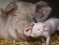 泔水不讓喂豬，舉報還有獎，拿什麽拯救你？